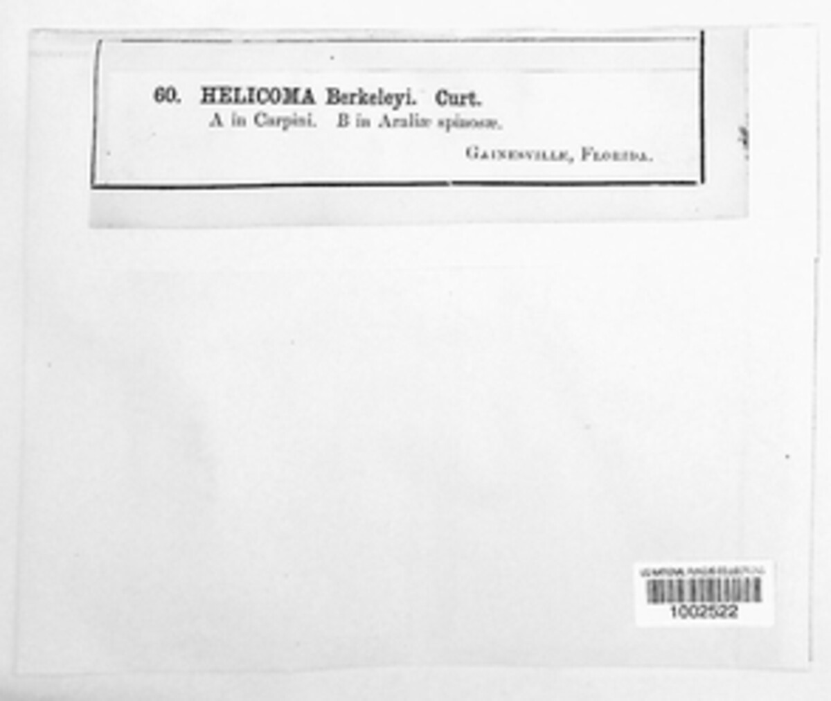 Xenosporium berkeleyi image